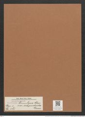 Navicula pinnularia var. subproducta Grun. (de-Toni-Nr.: Genus 1, Species 385) Zeichnungen Sammlung Grunow Mappe 00351 (Herbarium_W_Grunow_drawings_Folder_00351)